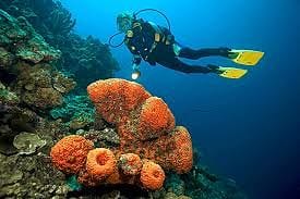 Bonaire vakantie duiken