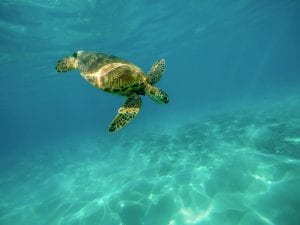 schildpadden zwemmen curacao